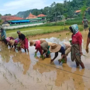 Babinsa Koramil Pragaan Dukung Program Swasembada Pangan dengan Tanam Padi Inpari 46