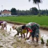 Gerakan Tanam Padi di Batang-Batang: Dukung Swasembada Pangan