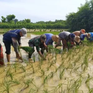 Koramil Sapudi Dukung Swasembada Pangan Lewat Gerakan Tanam Padi di Pulau Sapudi