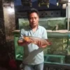 Sering Padam Listrik di Banyuates, Ikan Arowana Super Red Warga Mati