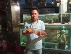 Sering Padam Listrik di Banyuates, Ikan Arowana Super Red Warga Mati