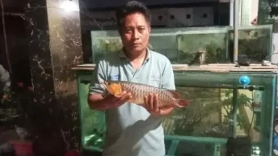 Sering Padam Listrik di Banyuates, Ikan Arowana Super Red Warga Mati