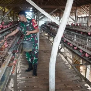 Babinsa Ambunten Sukses Beternak Ayam Petelur