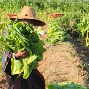 Dampak Positif Perusahaan Rokok Lokal bagi Petani Tembakau di Sumenep