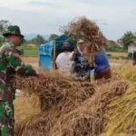 TNI Bantu Panen Padi di Ambunten, Dorong Swasembada Pangan Nasional