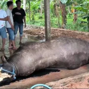 Sapi Kurban Pilihan Presiden Prabowo Mati Mendadak, Peternak: Biarlah Tuhan Membalas