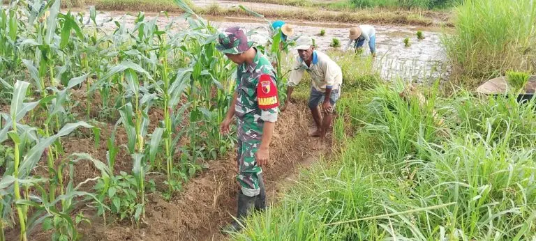 Babinsa Koramil 13/Rubaru Sertu Hari membantu petani jagung di Desa Karang Nangka, Kecamatan Rubaru, Kabupaten Sumenep, Rabu 23 Juli 2025