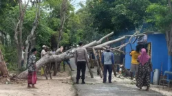 Warung UMKM di Giligenting Sumenep Rusak Tertimpa Pohon Tumbang, Pemilik Harapkan Bantuan
