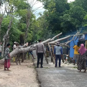 Warung UMKM di Giligenting Sumenep Rusak Tertimpa Pohon Tumbang, Pemilik Harapkan Bantuan