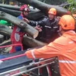 Pohon Tumbang di Dharmawangsa Jakarta Selatan, Timpa Lima Mobil dan Tewaskan Satu Orang