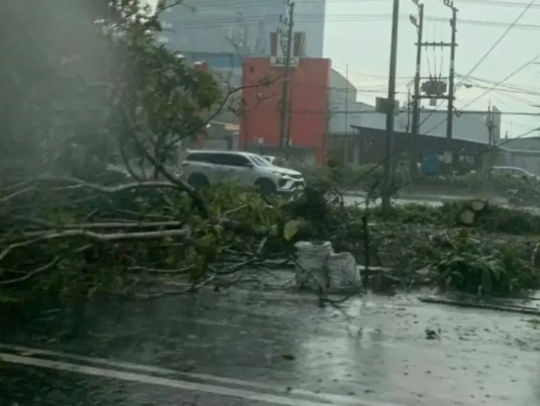 Pohon tumbang di Surabaya akibat hujan deras dan angin kencang menyebabkan kemacetan lalu lintas