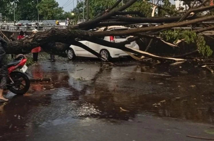 Pohon tumbang akibat cuaca ekstrem menimpa mobil di Jalan Teuku Umar Jatingaleh Semarang 4 Maret 2026