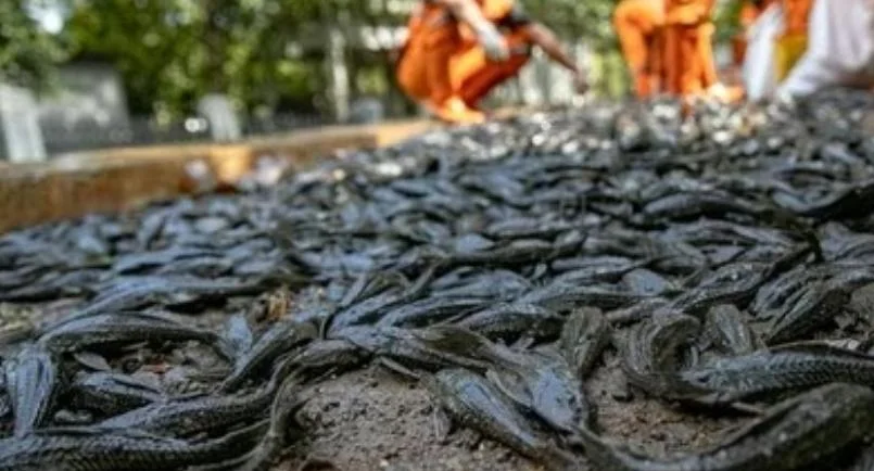 Pemprov DKI Tangkap 6,98 Ton Ikan Sapu-Sapu, Pramono Anung Tegaskan Ancaman Ekosistem