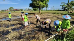 polsek gapura dampingi petani tanam jagung di desa braji sumenep program ketahanan pangan