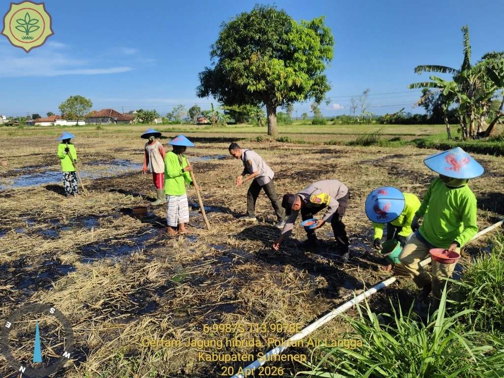 Polsek Gapura Dampingi Petani Tanam Jagung, Dukung Program Ketahanan Pangan di Sumenep