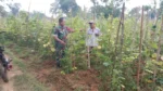 Babinsa Koramil Rubaru Bantu Petani Panen Mentimun di Desa Matanair Sumenep