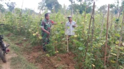 Babinsa Koramil Rubaru Serma Irwanto membantu petani saat panen mentimun di Desa Matanair Kabupaten Sumenep