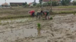 Babinsa Saronggi Dampingi Petani Percepat Tanam Padi Musim Kedua di Sumenep