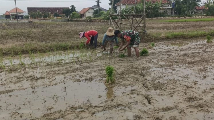 Babinsa Saronggi dampingi petani tanam padi musim kedua di Sumenep untuk ketahanan pangan