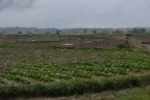 Cuaca Tak Menentu, Petani Tembakau di Sampang Tunda Masa Tanam