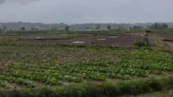 Petani tembakau di Sampang menunda masa tanam akibat hujan yang masih turun saat musim peralihan