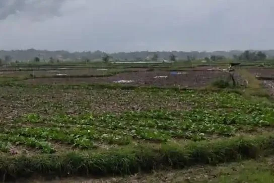Petani tembakau di Sampang menunda masa tanam akibat hujan yang masih turun saat musim peralihan