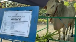 Bahtra Banong menjelaskan bantuan sapi kurban Presiden Prabowo dari APBN
