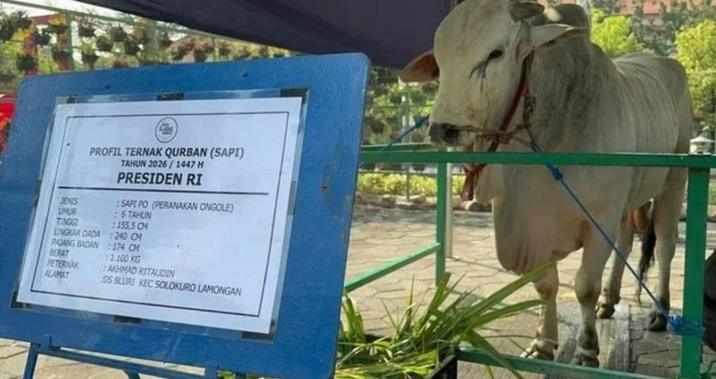Bahtra Banong menjelaskan bantuan sapi kurban Presiden Prabowo dari APBN