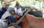 Jateng Pastikan Stok Hewan Kurban 2026 Aman, Distannak Perketat Pengawasan Ternak