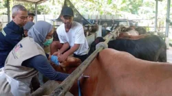 Petugas Distannak Jawa Tengah memeriksa kesehatan sapi kurban menjelang Iduladha 2026
