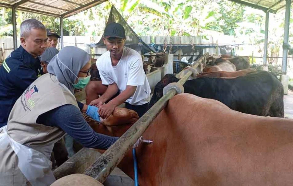 Petugas Distannak Jawa Tengah memeriksa kesehatan sapi kurban menjelang Iduladha 2026