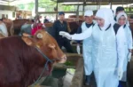 Khofifah Pastikan Stok Hewan Kurban Jatim Surplus, Siap Penuhi Kebutuhan Idul Adha 2026