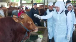 Khofifah meninjau stok hewan kurban Jawa Timur surplus Idul Adha 2026 di peternakan Nganjuk