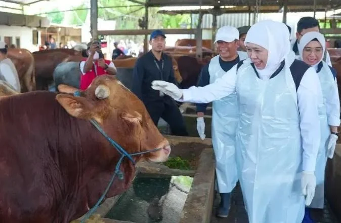 Khofifah meninjau stok hewan kurban Jawa Timur surplus Idul Adha 2026 di peternakan Nganjuk