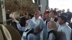 Khofifah meninjau stok sapi kurban sehat di Lamongan jelang Iduladha 2026