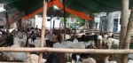Pedagang Hewan Kurban Mulai Buka Lapak di Pamekasan, Harga Kambing Capai Rp4 Juta