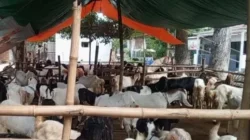 Lapak penjualan kambing kurban di Kabupaten Pamekasan menjelang Hari Raya Iduladha 2026