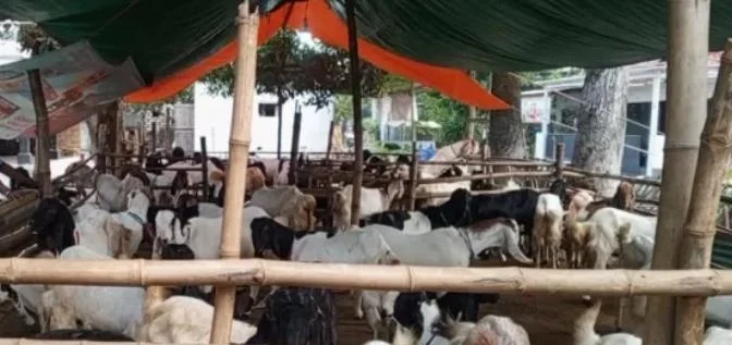 Lapak penjualan kambing kurban di Kabupaten Pamekasan menjelang Hari Raya Iduladha 2026