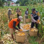 Polres Sumenep Dampingi Panen Jagung Petani untuk Dukung Ketahanan Pangan Nasional