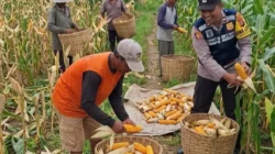 Bhabinkamtibmas Polres Sumenep membantu proses panen jagung petani di Desa Torbang Kecamatan Batuan