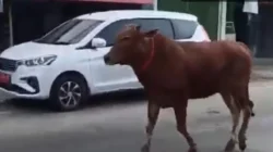 Sapi kurban kabur di depan Pasar Blega Bangkalan hingga membuat pengendara menepi