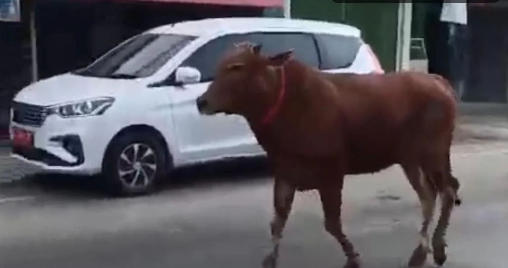 Sapi kurban kabur di depan Pasar Blega Bangkalan hingga membuat pengendara menepi