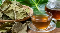 Manfaat daun sukun kering untuk kesehatan dan cara mengolahnya menjadi teh herbal