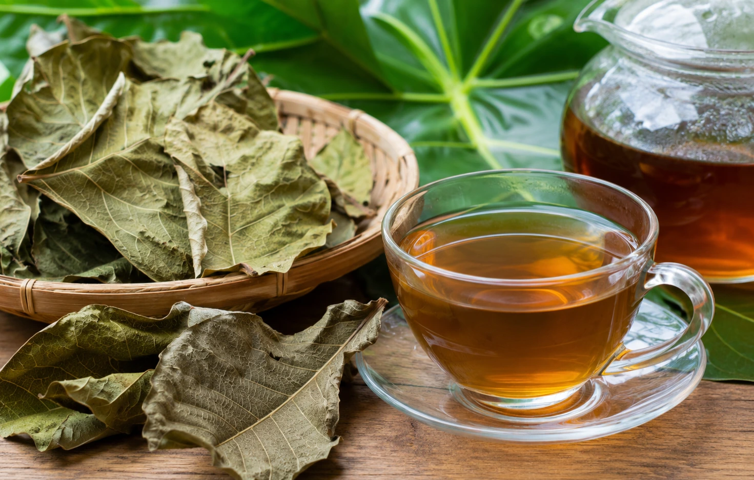 Manfaat daun sukun kering untuk kesehatan dan cara mengolahnya menjadi teh herbal