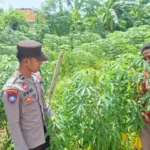 Bhabinkamtibmas Polsek Kangayan Sosialisasikan Program Pekarangan Pangan Bergizi di Desa Torjek