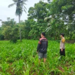 Dukung Asta Cita, Polres Sumenep Perkuat Pendampingan Petani Jagung untuk Ketahanan Pangan Nasional