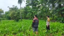 Bhabinkamtibmas Polsek Masalembu mengecek tanaman jagung milik petani di Desa Masalima, Kabupaten Sumenep, untuk mendukung program ketahanan pangan nasional