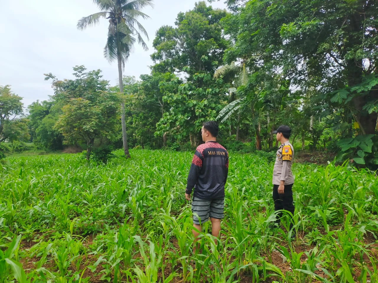 Bhabinkamtibmas Polsek Masalembu mengecek tanaman jagung milik petani di Desa Masalima, Kabupaten Sumenep, untuk mendukung program ketahanan pangan nasional