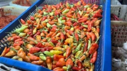 Harga cabai rawit merah di pasar tradisional Kabupaten Cirebon mencapai Rp68.100 per kilogram pada pekan keempat Juni 2026