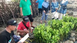 Penanaman 750 bibit mangrove oleh IPB, FK3I, dan PPLHI di Pantai Giligenting Sumenep untuk mencegah abrasi pesisir